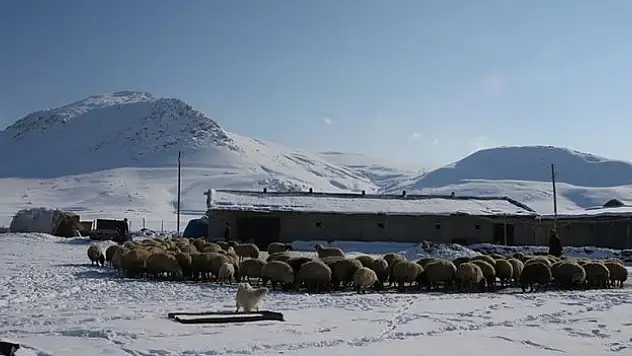 Besicilere 165 bin koyun desteği