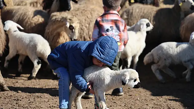 koyun ve kuzuların coşkulu buluşması