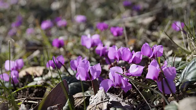 TOKAT'TA MENEKŞELER ÇİÇEK AÇTI
