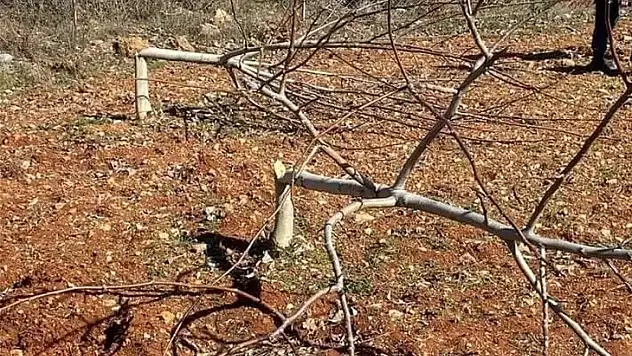 10 YILLIK CEVİZLER BİR GECEDE KATLEDİLDİ