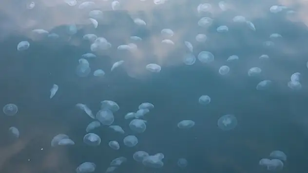 'Denizanası popülasyonu çok arttı'