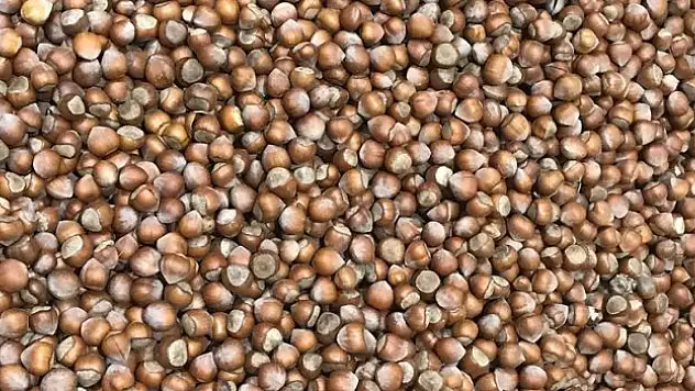 280 bin tonun üzerinde fındık satıldı