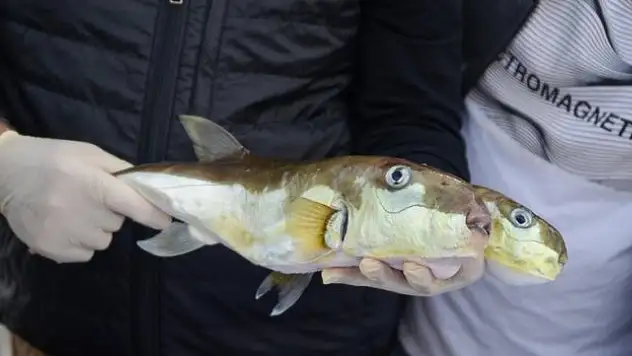 Zehirli balon balığının yayılma hızı desteklerle düşecek