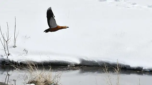 Buzlar çözülünce göçmen kuşlar Kars'a dönmeye başladı