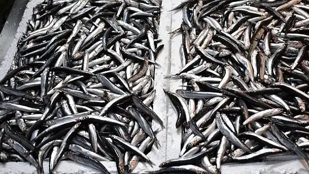 Türkiye'nin 2 aylık hamsi ihracatı 2,1 milyon doları aştı