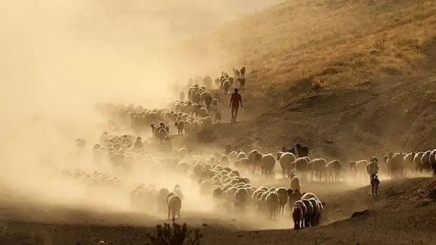 Hayvancılık destekleme ödemeleri cuma günü başlıyor