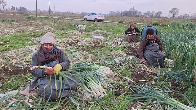 Pırasa hasadına son