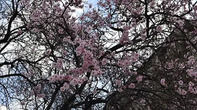 Dicle'de bahar kendini gösterdi