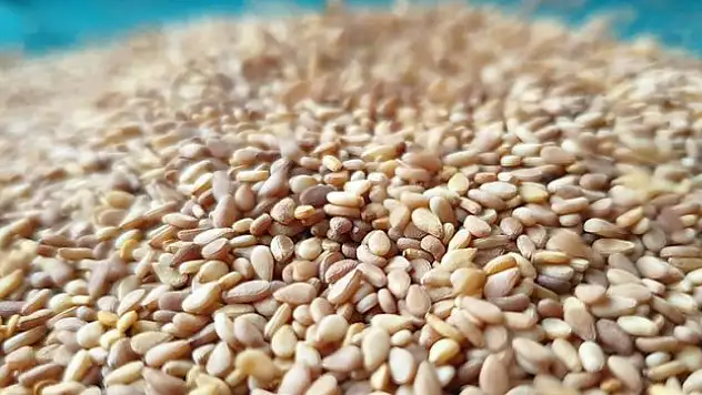 Türkiye'nin susam ihracatı 2024'e iyi başladı