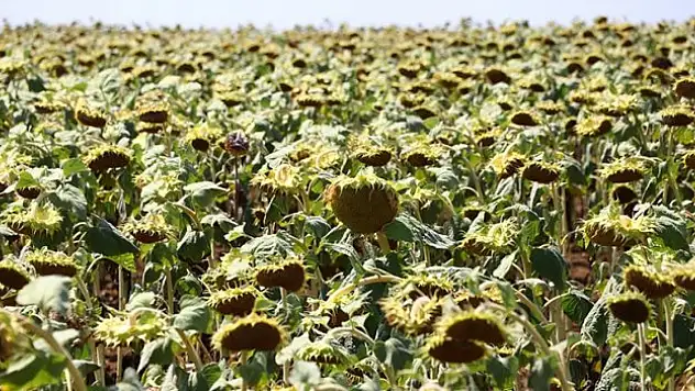 İklim değişikliği Trakya'da en çok ayçiçeğini etkileyecek