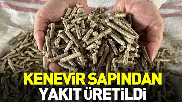KENEVİR SAPINDAN YAKIT ÜRETİLDİ