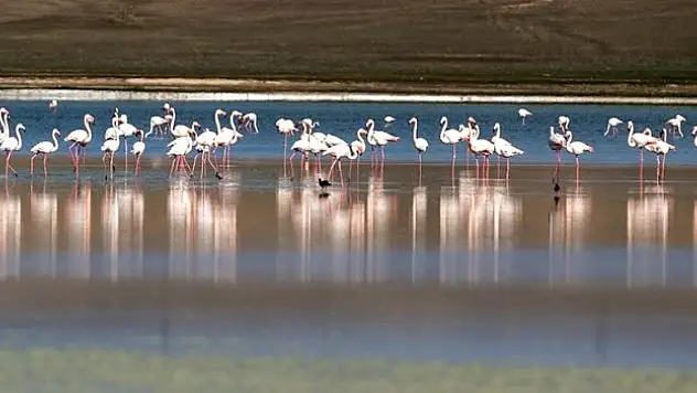 Flamingoların yaşam alanlarından Düden Gölü'nde su çekildi