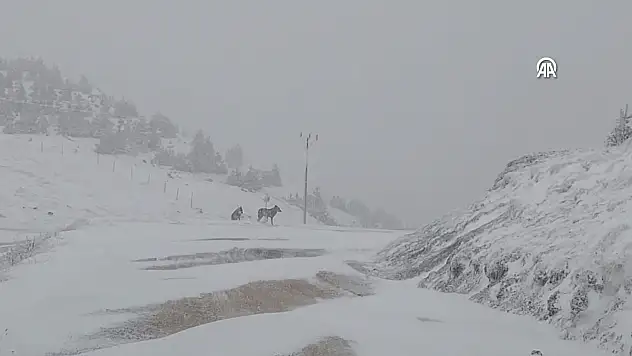 ARAZİDEKİ KURTLAR KAMERAYA  YANSIDI