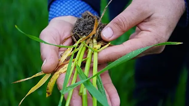 Mart ayı yağışları üreticinin yüzünü güldürdü