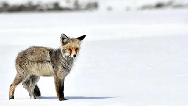 Kars ve Ardahan'da soğuk hava etkili oldu