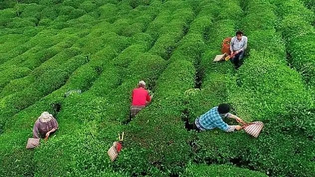 Çay üreticilerine 363,6 milyon lira destek ödemesi bugün yapılacak