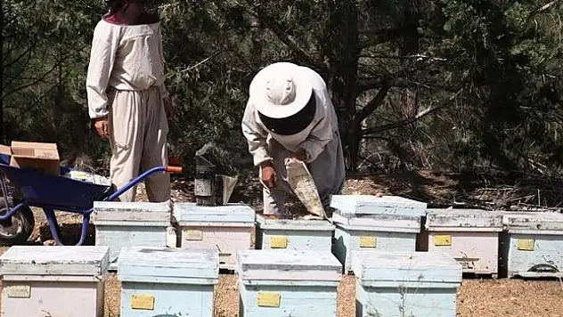 Olumsuz mevsim koşulları ve tarım ilaçları bal üretimini azaltıyor