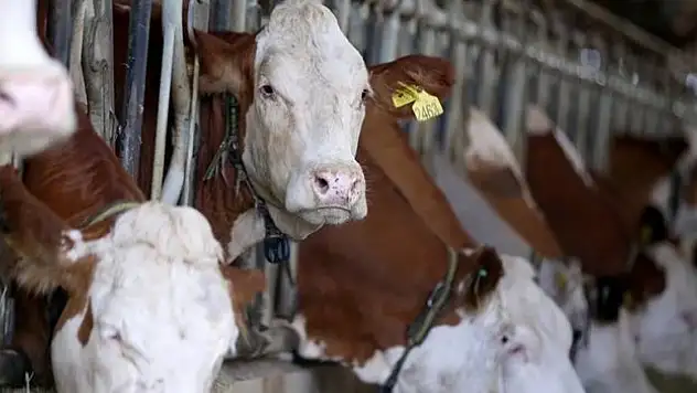 Kırklareli süt ve süt ürünleri ihracatını katlamak istiyor