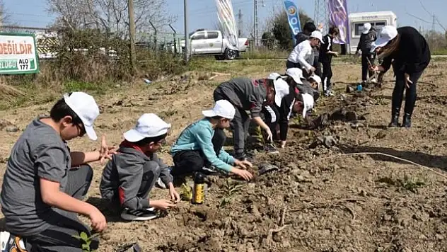 Bafra'da fidanlar toprakla buluştu