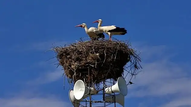 Osmaniye'de cami kubbesine taşınan yuva yeniden leyleklerle buluştu