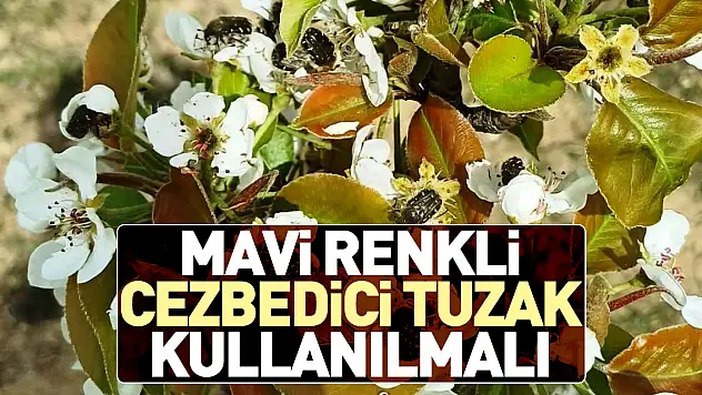 Mavi renkli cezbedici tuzak kullanılmalı