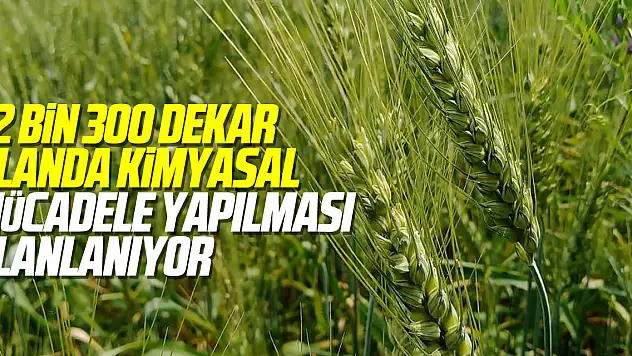 22 bin 300 dekar alanda kimyasal mücadele yapılması planlanıyor