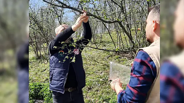 Fındık bahçelerine feromon tuzakları asıldı