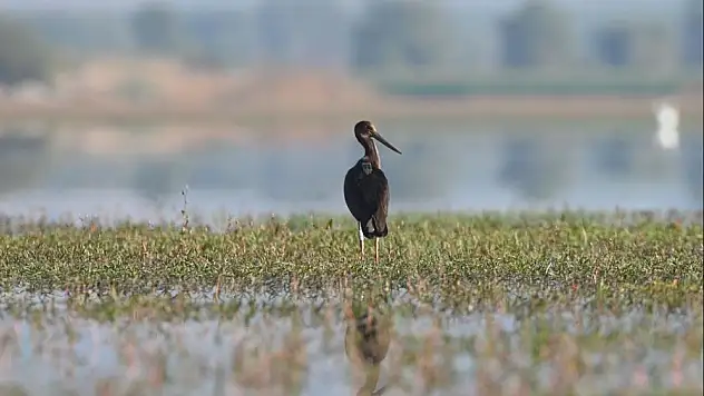 23 bin 794 kuş halkalandı