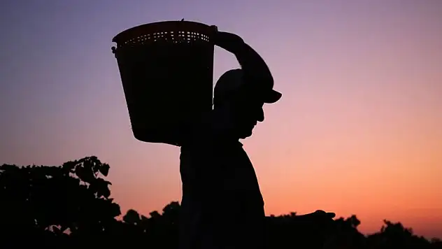 Çekirdeksiz kuru üzüm ihracatı yükseldi