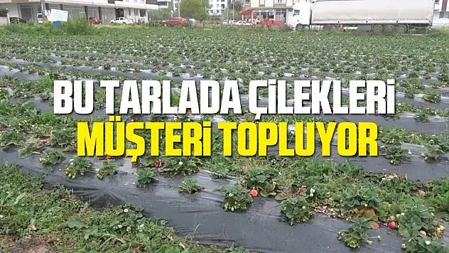 Bu tarlada çilekleri müşteriler topluyor