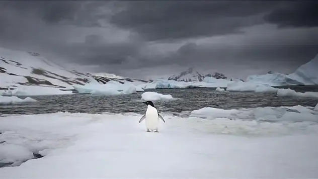 Türk bilim insanları Beyaz Kıta'da doğal yaşamın koruyucusu oldu