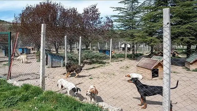 Bahçesinde 180 köpeğe bakan gönüllüye 1 milyon 731 bin 600 lira idari para cezası