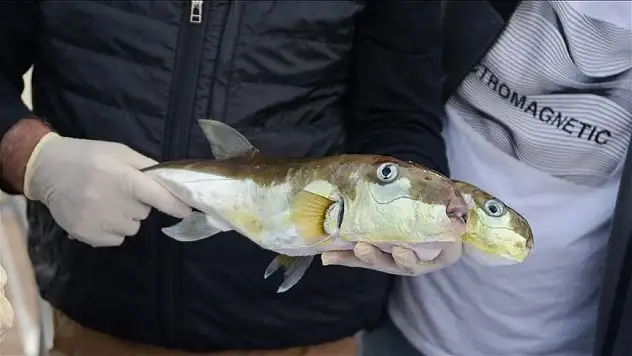 Balon balığı avlayanlara verilecek destekler belirlendi