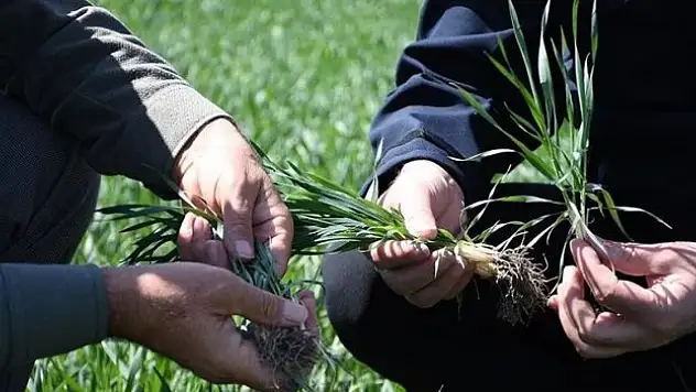 Konya'da hububat ürünlerinde bitki gelişimi iyi