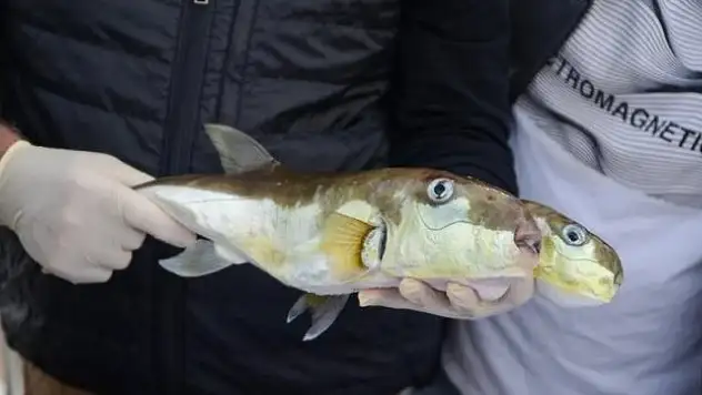 Balon balığı avlayanlara verilecek desteklere ilişkin usul ve esaslar belirlendi