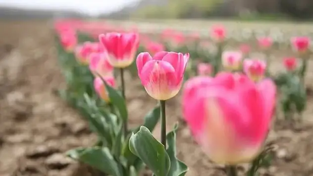 Tıbbi aromatik bitkiler çiftçilere örnek oluyor