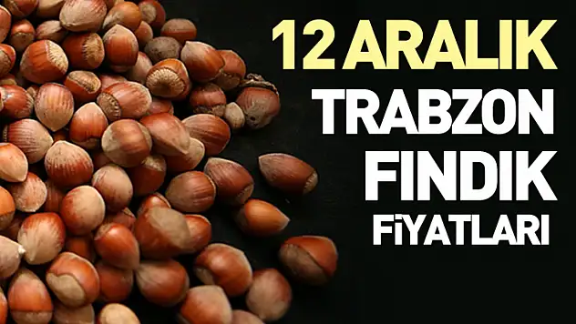 12 Aralık Trabzon Fındık Fiyatları | Hafta Ortasında Güçlü Seviye