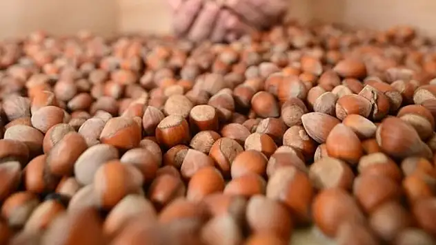 TMO kabuklu fındık satışına başlıyor