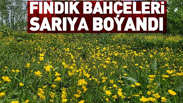 fındık bahçeleri sarıya boyandı