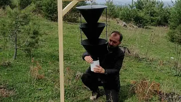 Oman zararlılarına karşı feromon tuzağı kuruluyor