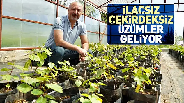 ilaçsız çekirdeksiz üzümler geliyor