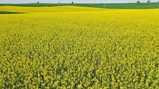 Edirne'de çiçek açan kanolalar tarlaları sarıya boyadı