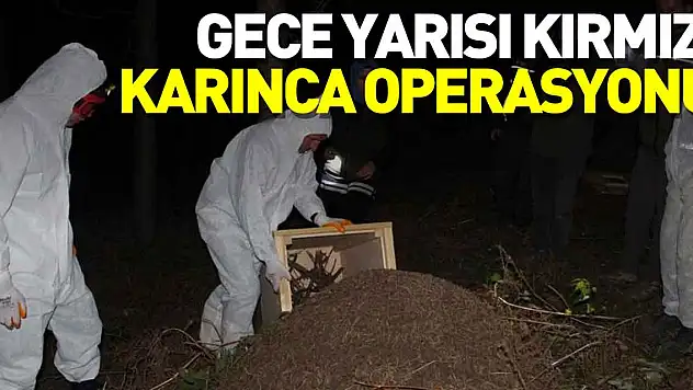 Gece yarısı kırmızı karınca operasyonu