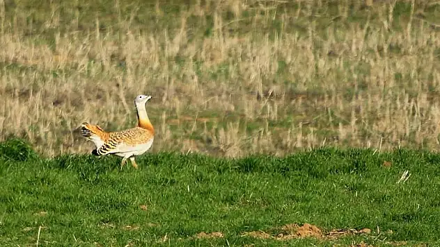 Toy kuşlarına yönelik envanter ve izleme çalışması