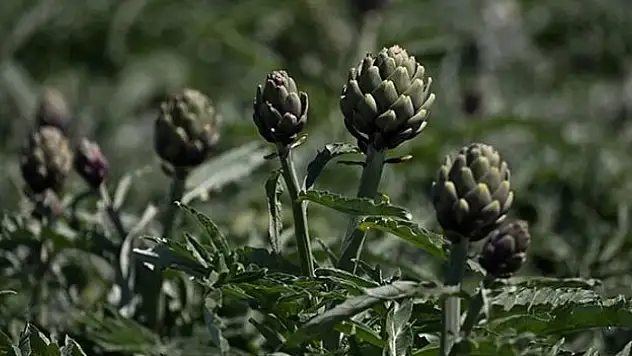 Hasat mesaisi arttı