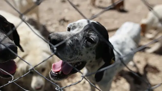 terk edilen cins köpekler yuva arıyor