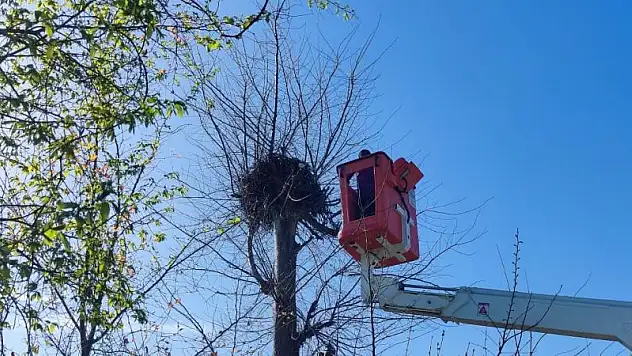 Leylek için seferber oldular