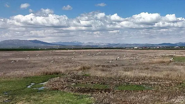 telli turnalar görüntülendi
