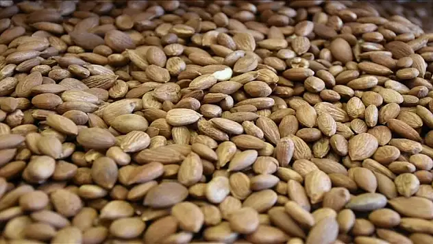 Tescilli kayısı çekirdeği ihracatında 3,7 milyon dolarlık gelir