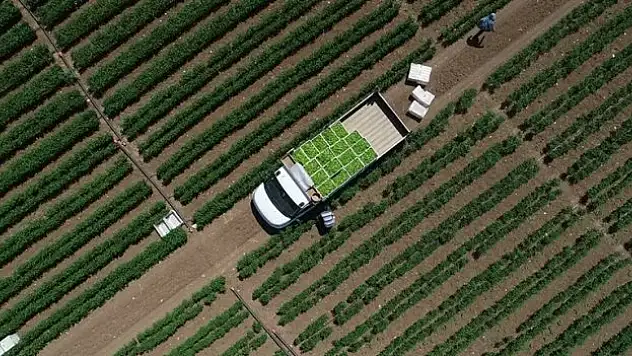 Çiftçilere 4,4 milyar lira tarımsal destekleme ödemesi bugün yapılacak